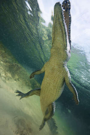 Low angle view of American crocodile (crodoylus acutus) in the shallows of Chinchorro Atoll, Mexicoの写真素材