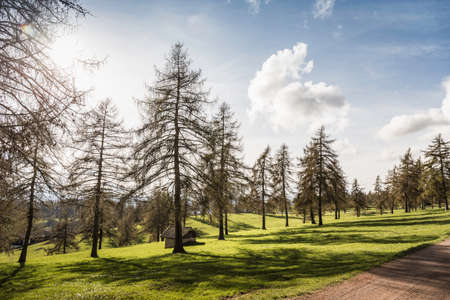 Fir trees on grass, Jenesien, South Tyrol, Italyの写真素材