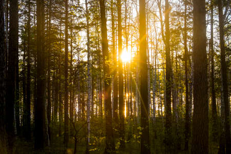Sunset in forestの写真素材