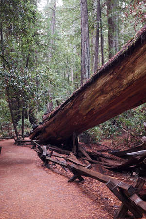 Fallen redwood in Armstrong Redwoods State Natural Reserve, Sonoma County, California, USA