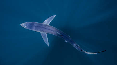 Underwater view of shark swimming, San Diego, California, USA