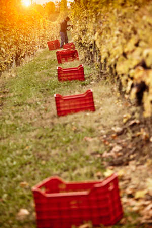 Worker harvesting red grapes of Nebbiolo, Barolo, Langhe, Cuneo, Piedmont, Italyの写真素材