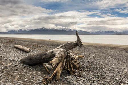 Driftwood on shingle beach, Homer Spit, Kachemak Bay, Alaska, USAの写真素材