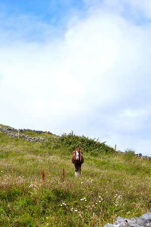 Portrait of horse in field, Inishmore, Ireland