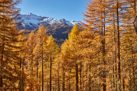 Scenic view, Schnalstal, South Tyrol, Italyの写真素材