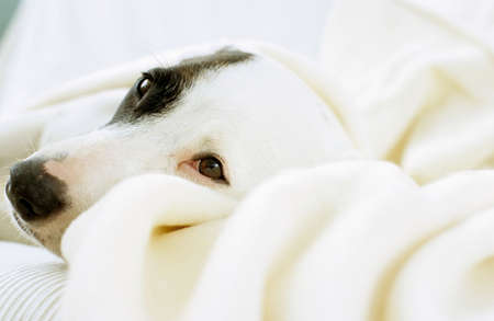 Dog lying on sofa with blanketの写真素材