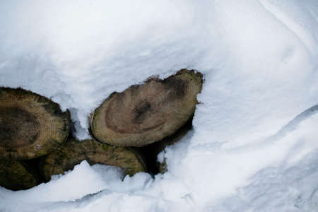 Snow-covered logs