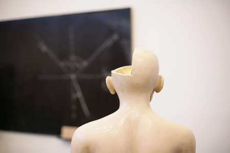 Anatomical model with section of head removed