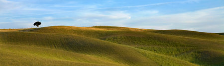 Lone tree on landscape, Val d'Orcia, Siena, Tuscany, Italyの写真素材