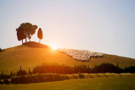 Herd of sheep on lush green landscape, Val d'Orcia, Siena, Tuscany, Italyの写真素材