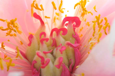 Close up of pink petaled flower with pink and yellow stamenの写真素材
