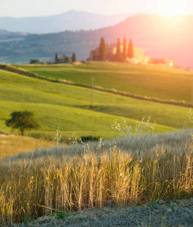 Wheat field, Val d'Orcia, Siena, Tuscany, Italyの写真素材