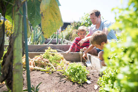 Man showing two sons raised beds in allotmentの写真素材