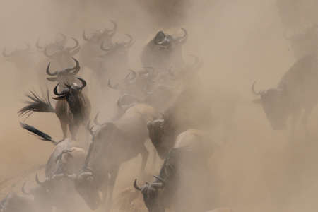 Group of Western white-bearded wildebeest (Connochaetes taurinus mearnsi) hidden by dust, Mara Triangle, Maasai Mara National Reserve, Narok, Kenya, Africaの写真素材