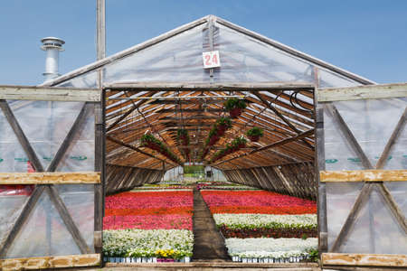 Opened doors on a wooden framed commercial greenhouse with white, pink and red flowering Begonia plants in containersのeditorial素材