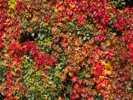 vertical wall of colored tree leaves red, yellow and green, nature colorful background.の写真素材