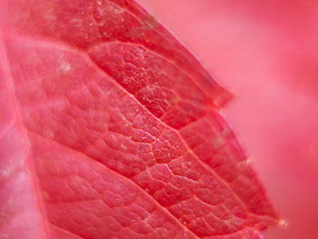 Close up leaf red with bokeh, autumn background with space for text.