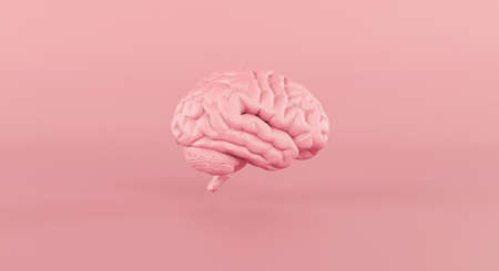 Human brain Anatomical Model slide on pink background. 3d rendering.の写真素材