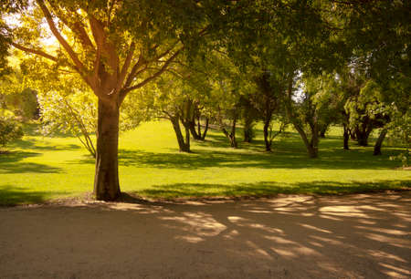 Park full of trees at golden sunset. Mindfulness, relaxation concept.の写真素材