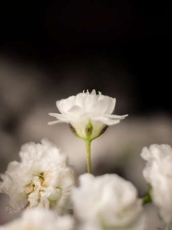 Unique and beautiful white flower standing out above the others. Mother's day and women's day.の写真素材