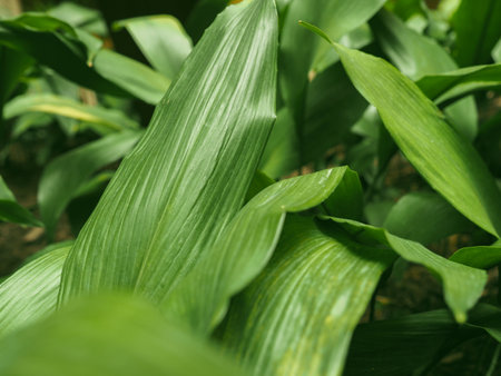 Green leaves background. The tropical forest plant. wallpaper nature.