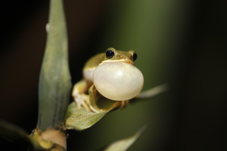 Rhacophorus arvalisの写真素材