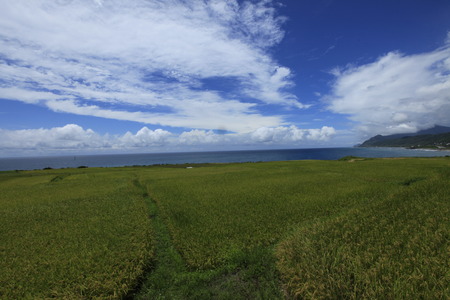 Paddy under the blue skyの写真素材