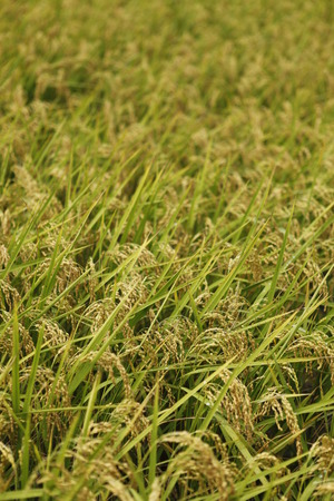 Organic planting rice fieldの写真素材