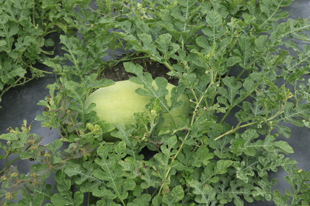 Watermelon in the fieldsの写真素材