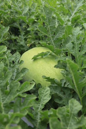 Watermelon in the fieldsの写真素材