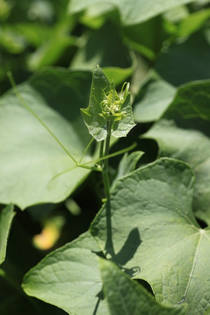 chayote budsの写真素材