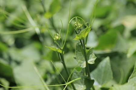 chayote buds