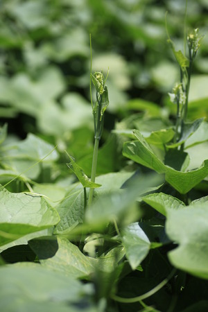 chayote budsの写真素材
