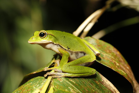 frog on bamboo leavesの写真素材