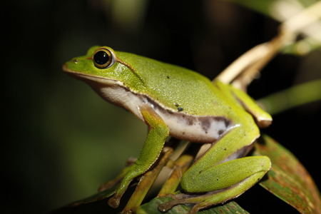 frog on bamboo leavesの写真素材