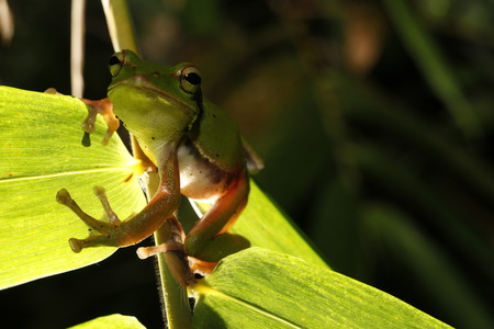 frog on bamboo leavesの写真素材