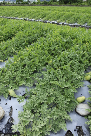 Watermelon in the fieldsの写真素材