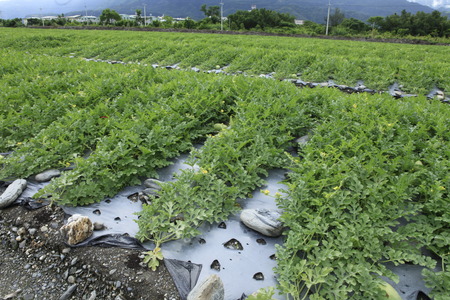 Watermelon in the fieldsの写真素材