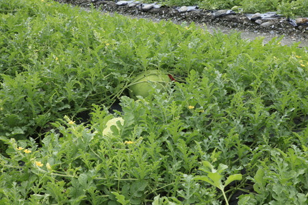 Watermelon in the fieldsの写真素材