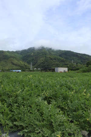 Watermelon in the fieldsの写真素材