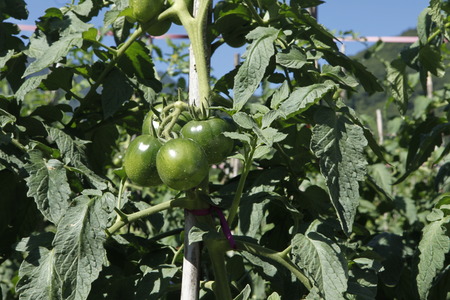 Tomato in the field,Formosa Tomatoの写真素材