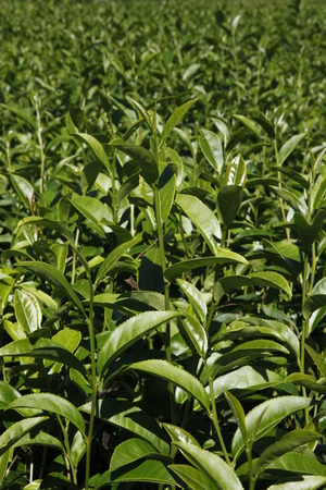 Oolong tea in the field,tea,Formosa Oolong Tea,の写真素材