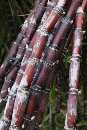 Sugar cane, Saccharumの写真素材
