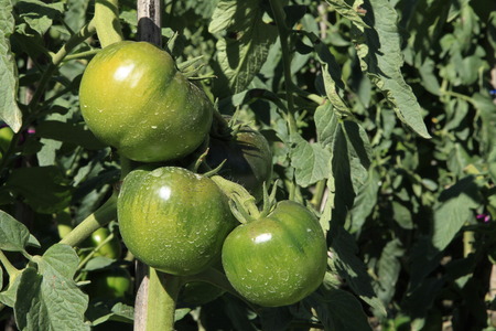 Tomato in the fieldの写真素材
