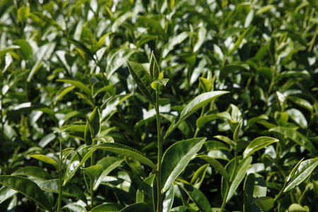 Oolong tea in the fieldの写真素材