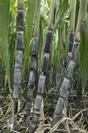 Sugar caneの写真素材