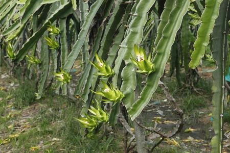 Dragon Fruitの写真素材