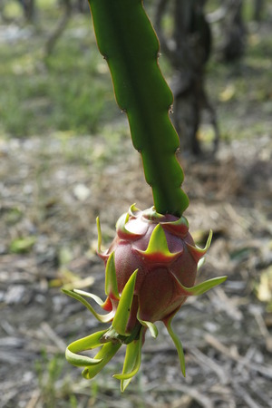 Dragon Fruitの写真素材