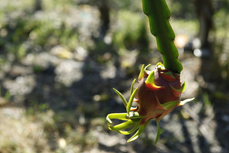 Dragon Fruitの写真素材