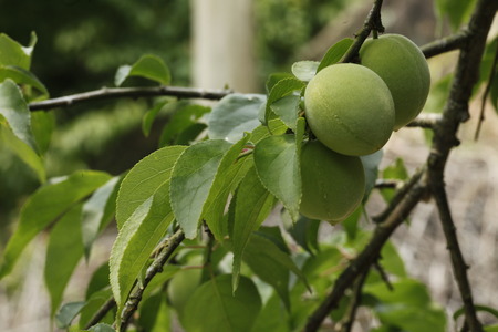Formosa Plumの写真素材